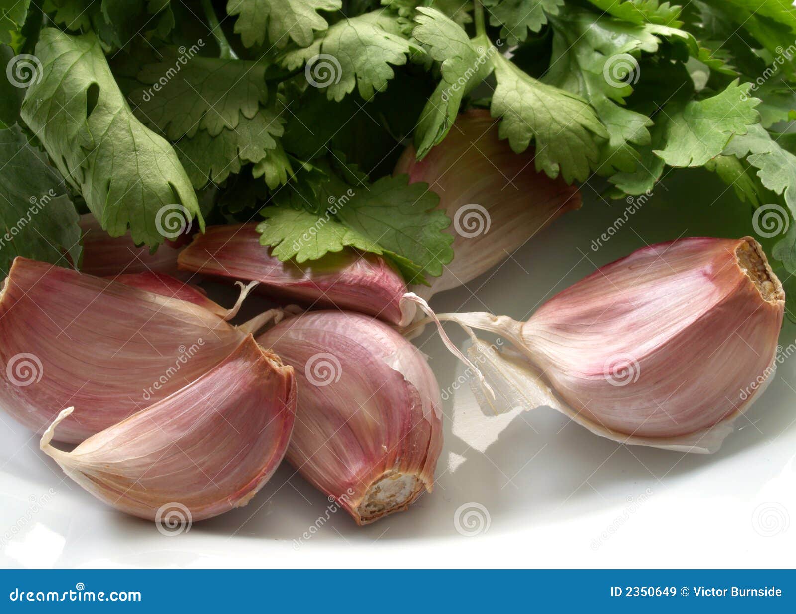 Garlic and coriander stock image. Image of coriander, herb 2350649