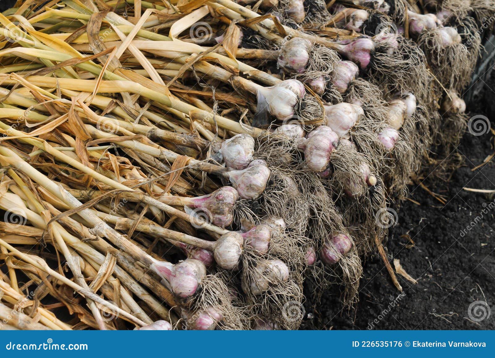 Garlic Dug Out Of The Bed Garlic Harvest In The Garden Stock Photo