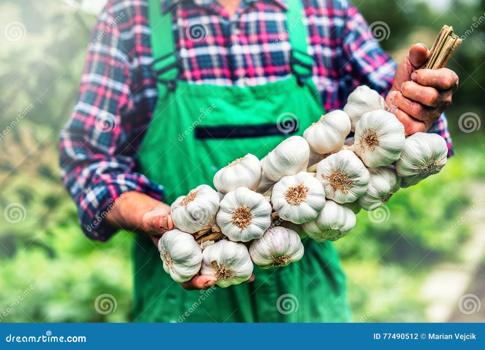 Garlic. Farmer in the Garden Holding Bunch of Garlic Stock Photo
