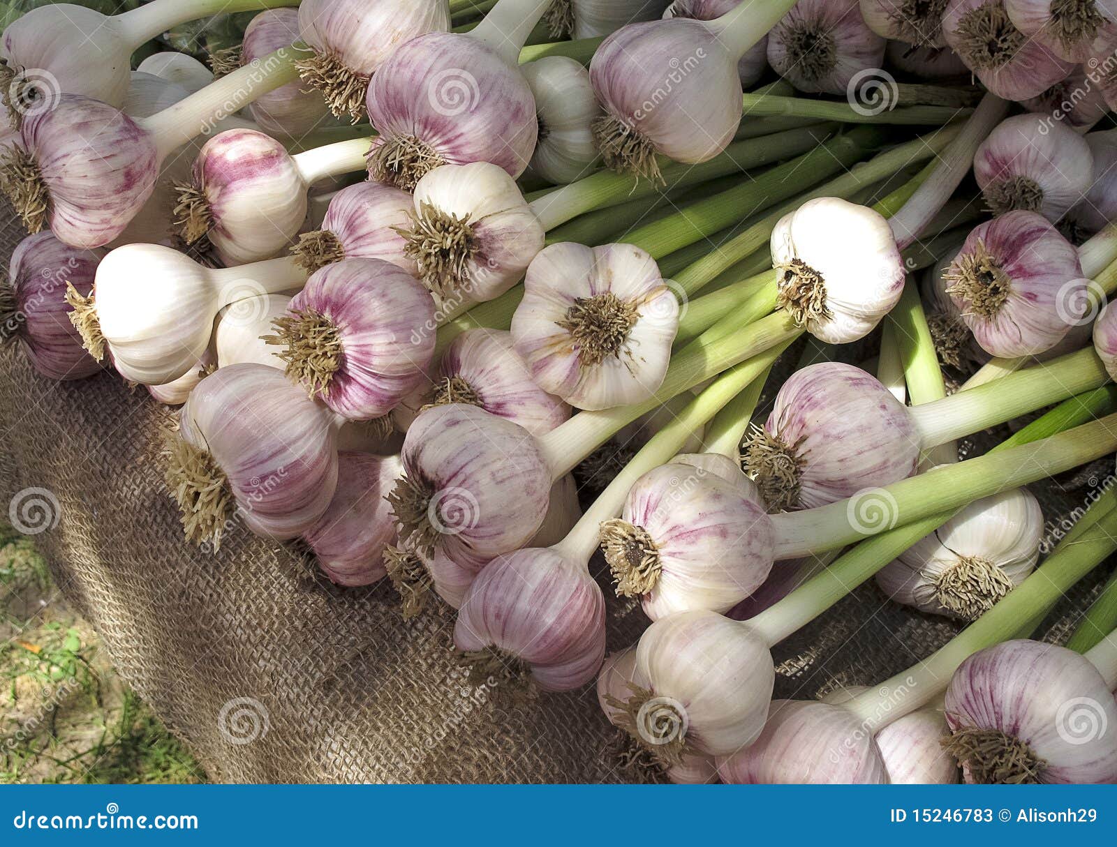 Garlic at Farmers Market stock image. Image of market 15246783
