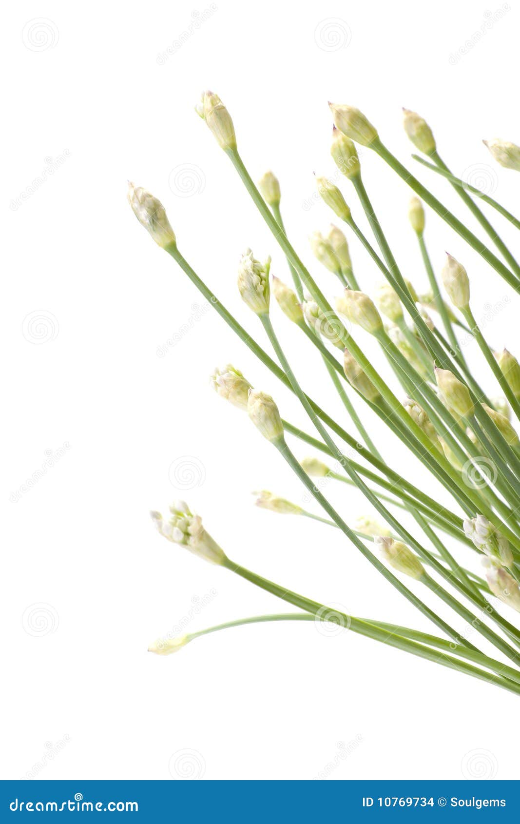 Garlic Flower Buds Background Stock Photo Image of buds, ingredients