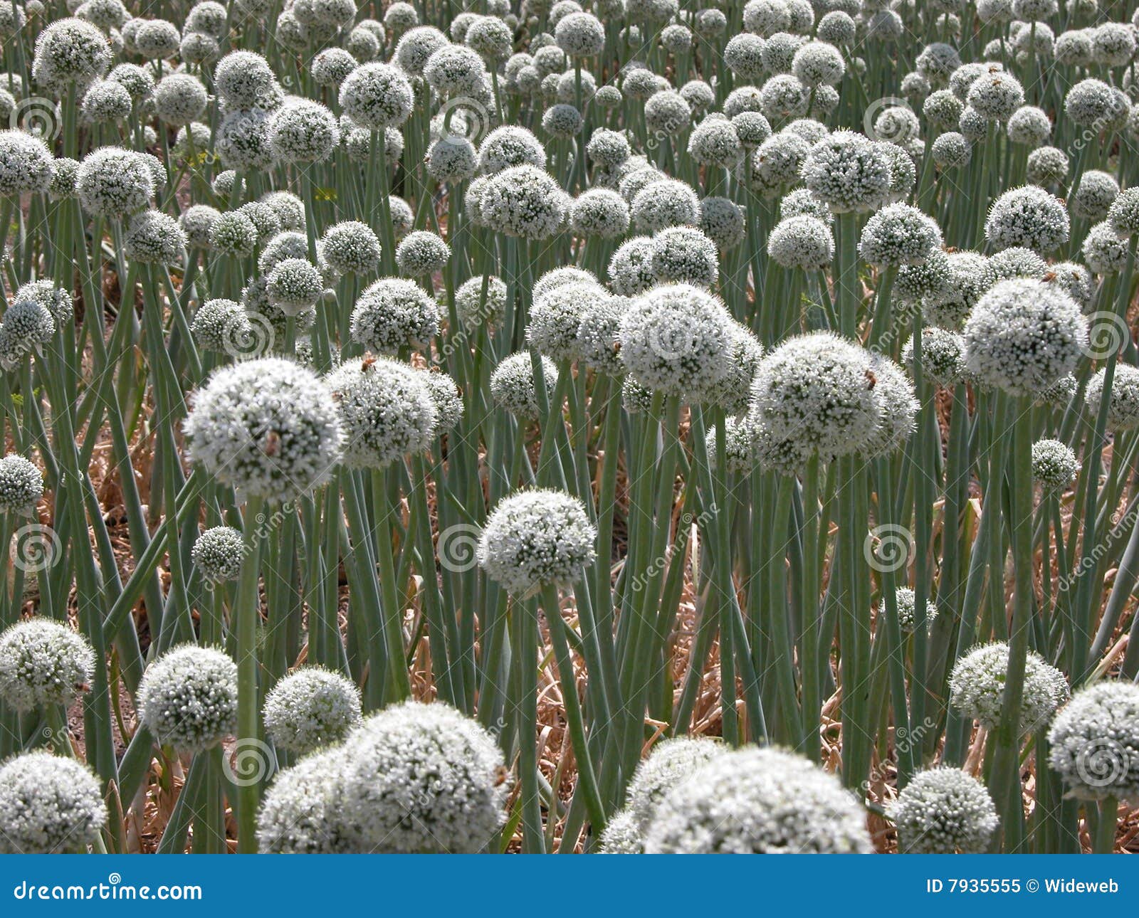 Garlic flowers stock image. Image of bloom, floral, herb 7935555