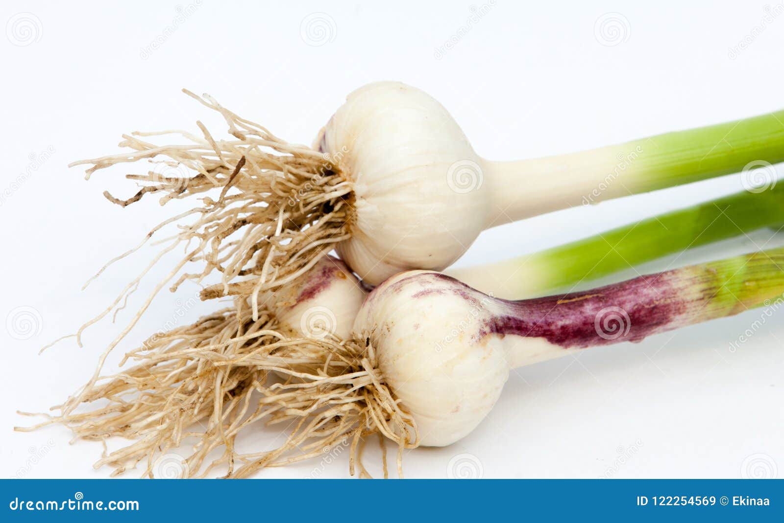garlic with green stem garlic with green stem