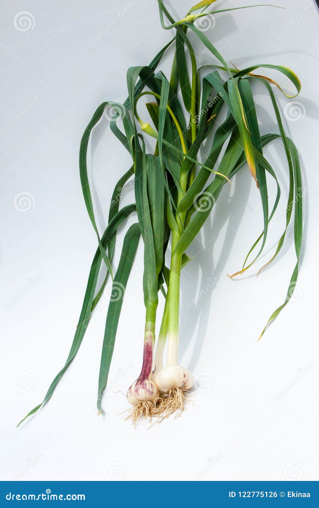 Garlic. Garlic is Not Ripened on the Stem of the Leaf Stock Photo ...