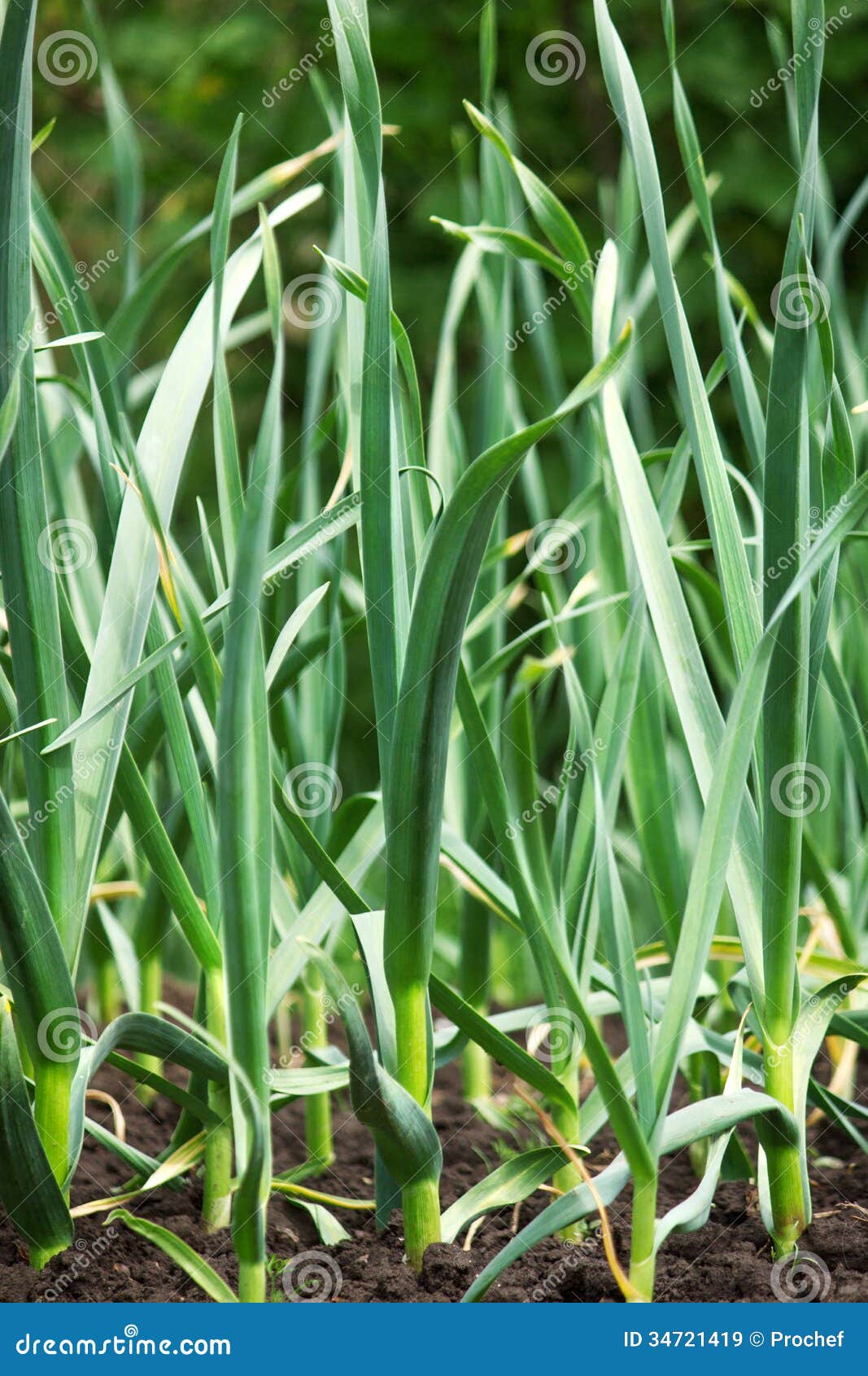 Garlic stock image. Image of grass, land, drop, garden 34721419