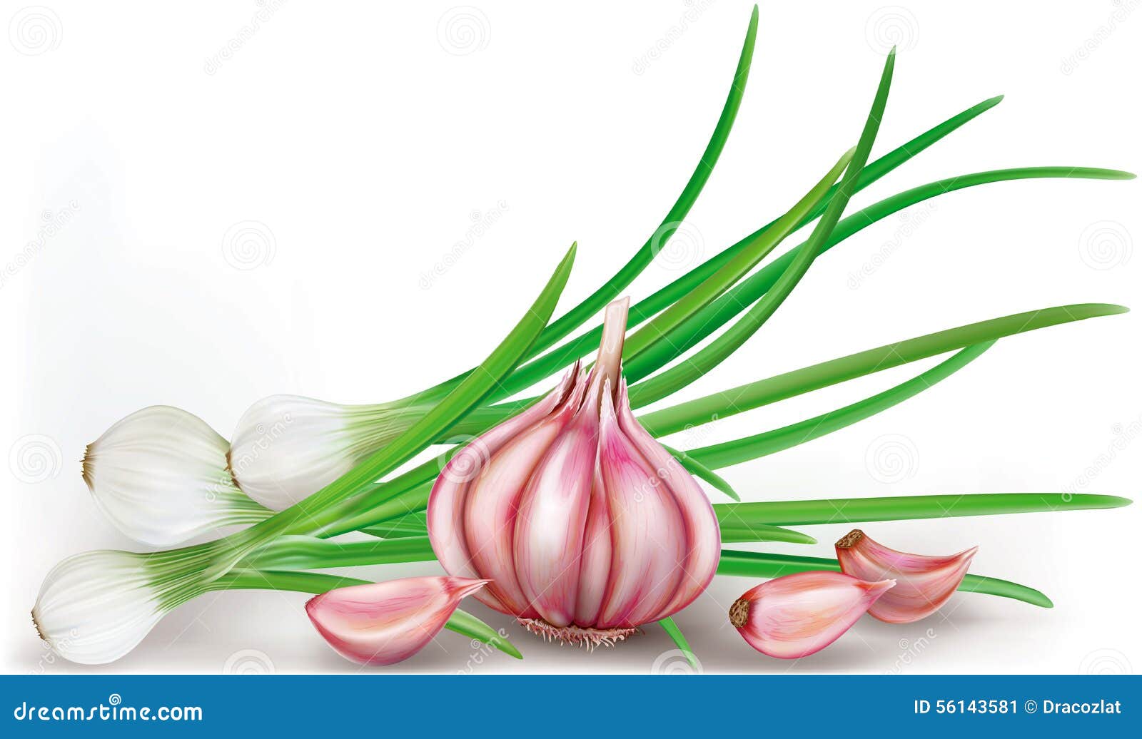 Garlic and green onions stock vector. Illustration of green 56143581