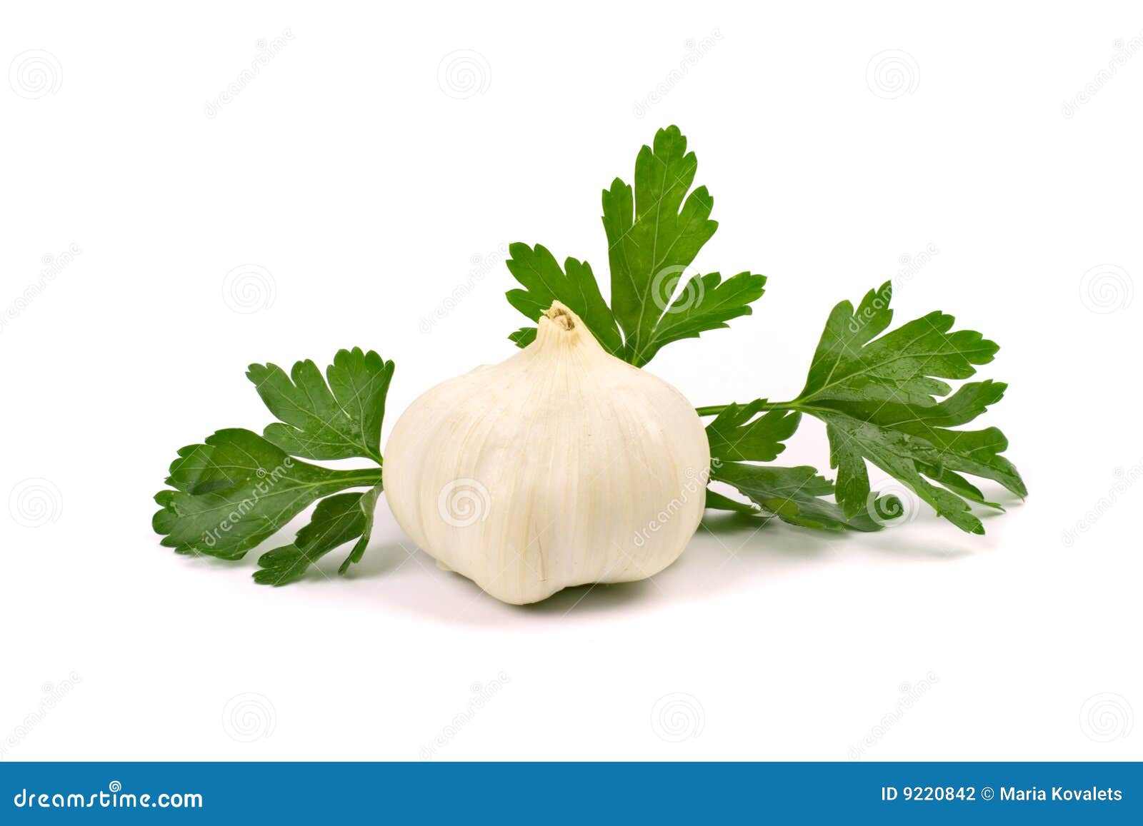 Garlic with green parsley stock photo. Image of object 9220842