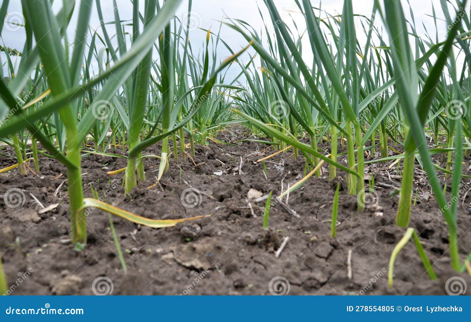 Garlic Grows in the Open Ground Stock Image Image of closeup, growing 278554805