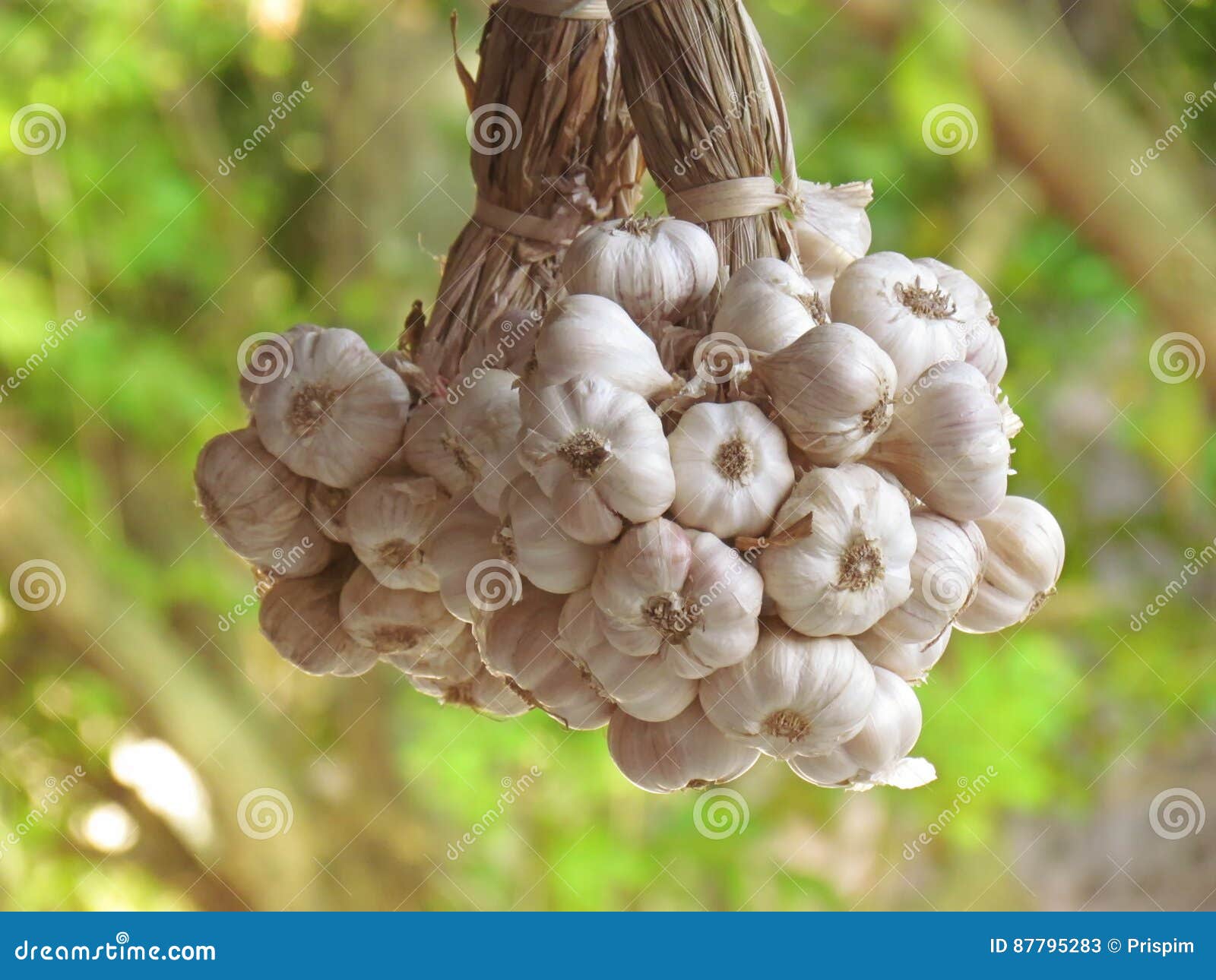 Garlic hanging to dry stock image. Image of background 87795283