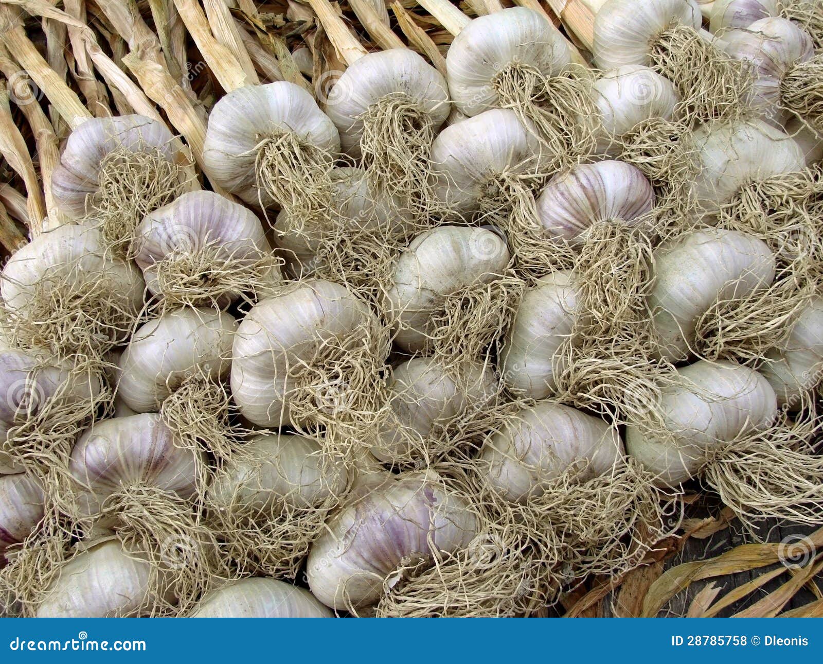 Garlic harvest stock photo. Image of bulbs, botanical 28785758