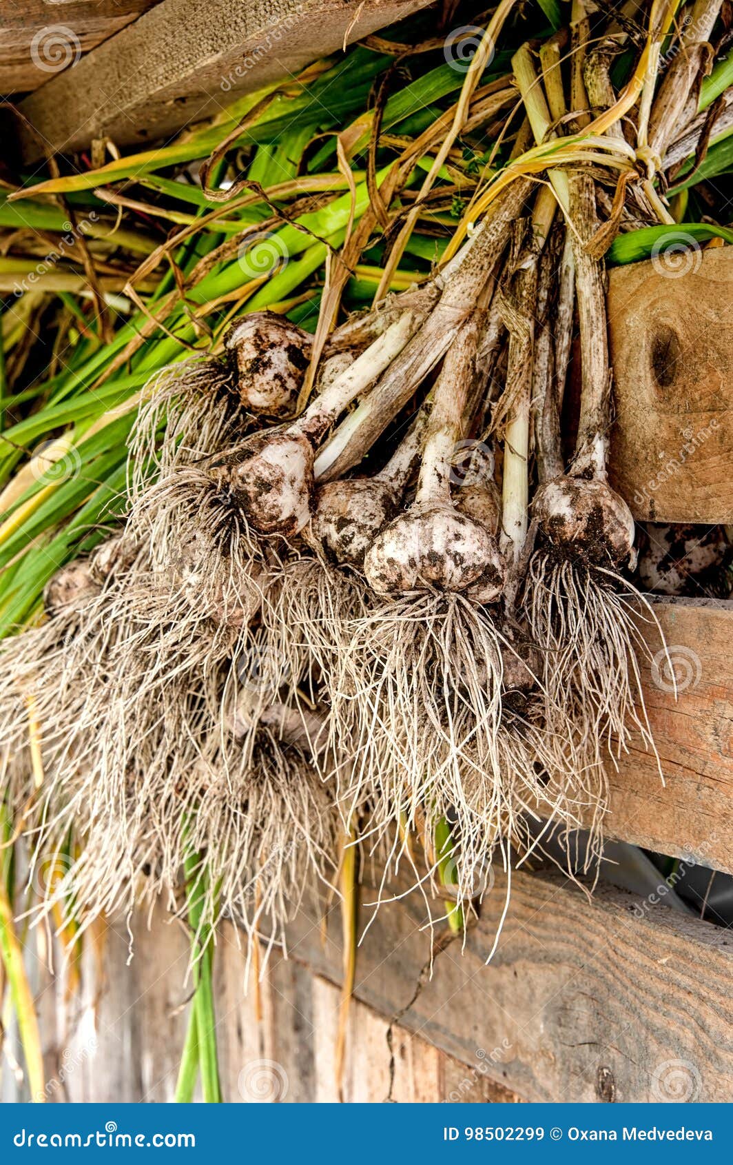 Garlic Harvest Drying in the Shed at the Farm in the Fall after Harvest