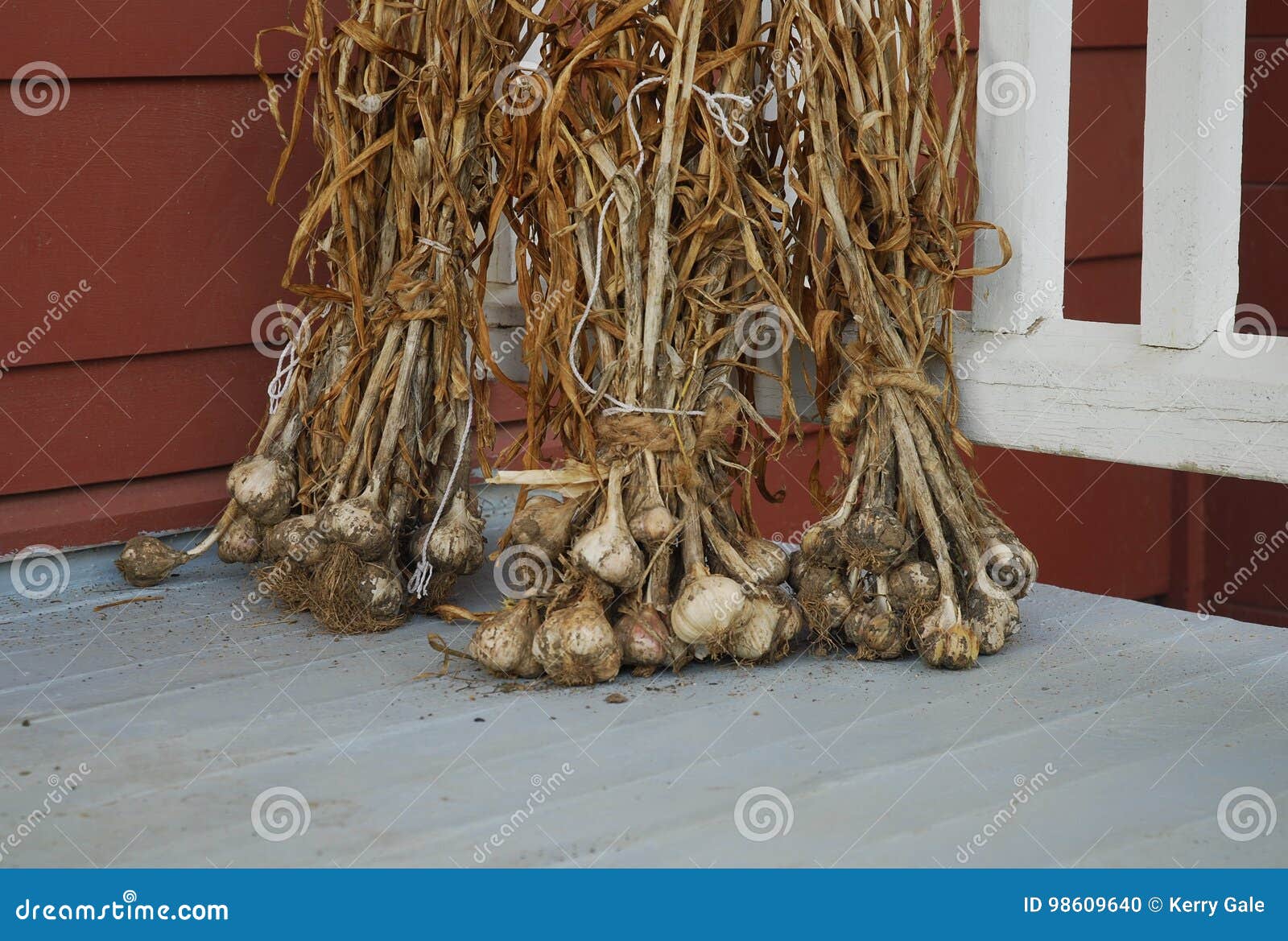 Garlic Harvest drying stock photo. Image of harvest, drying 98609640
