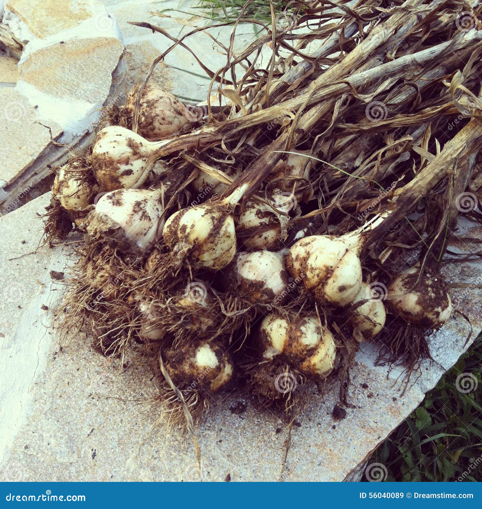 Garlic harvest stock image. Image of harvest, summer 56040089