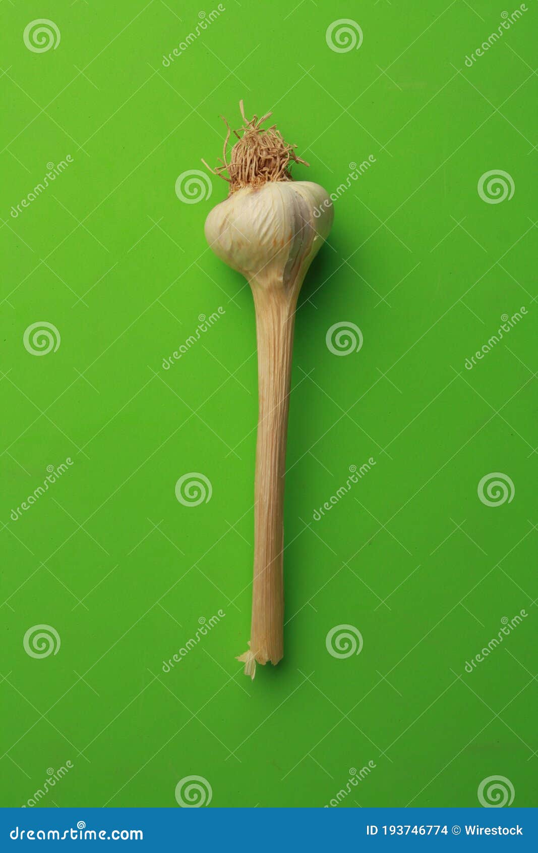 Garlic Head in Color Background Stock Photo Image of close, bright