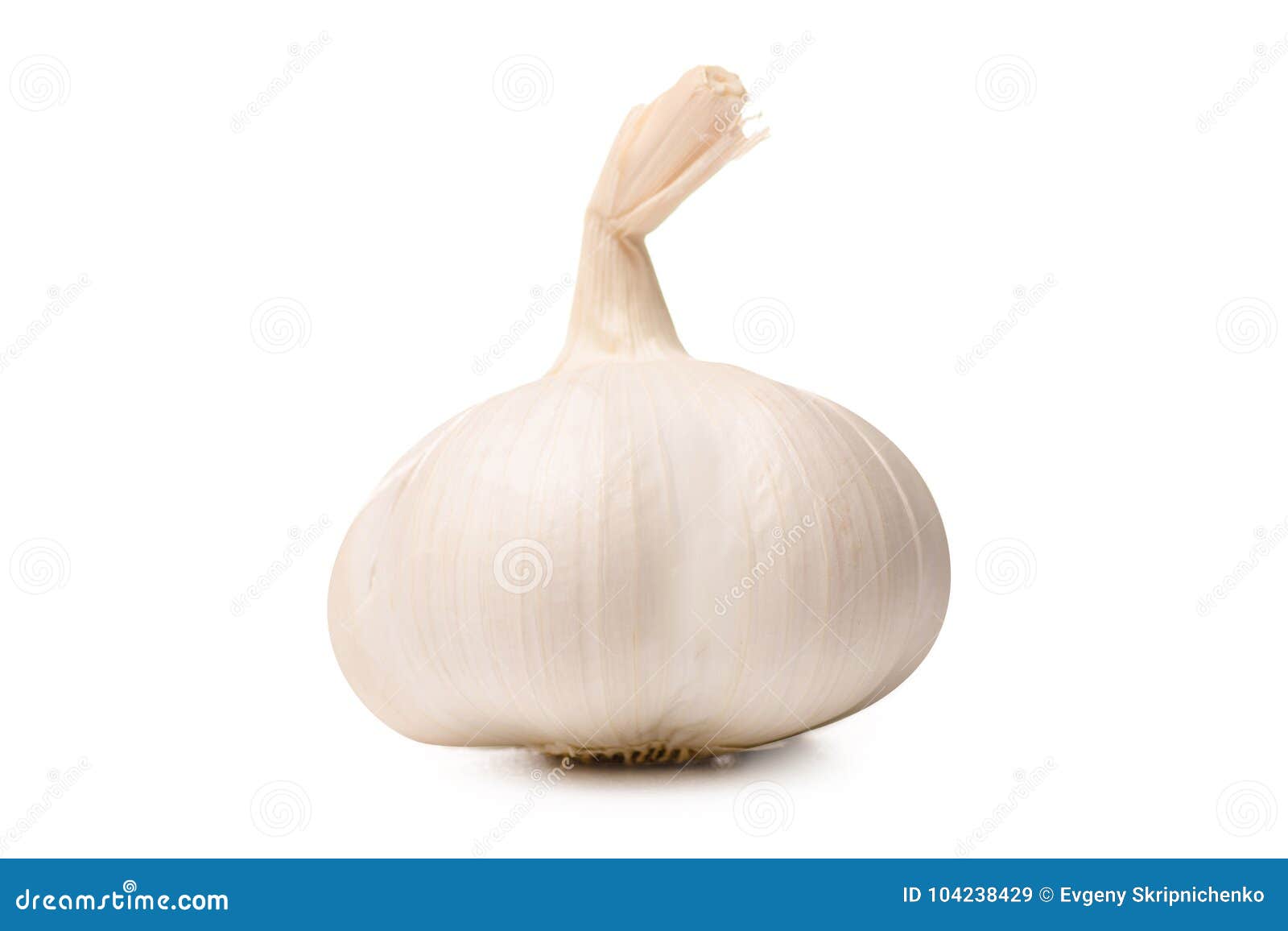 Garlic head isolated stock image. Image of bulb, agriculture 104238429