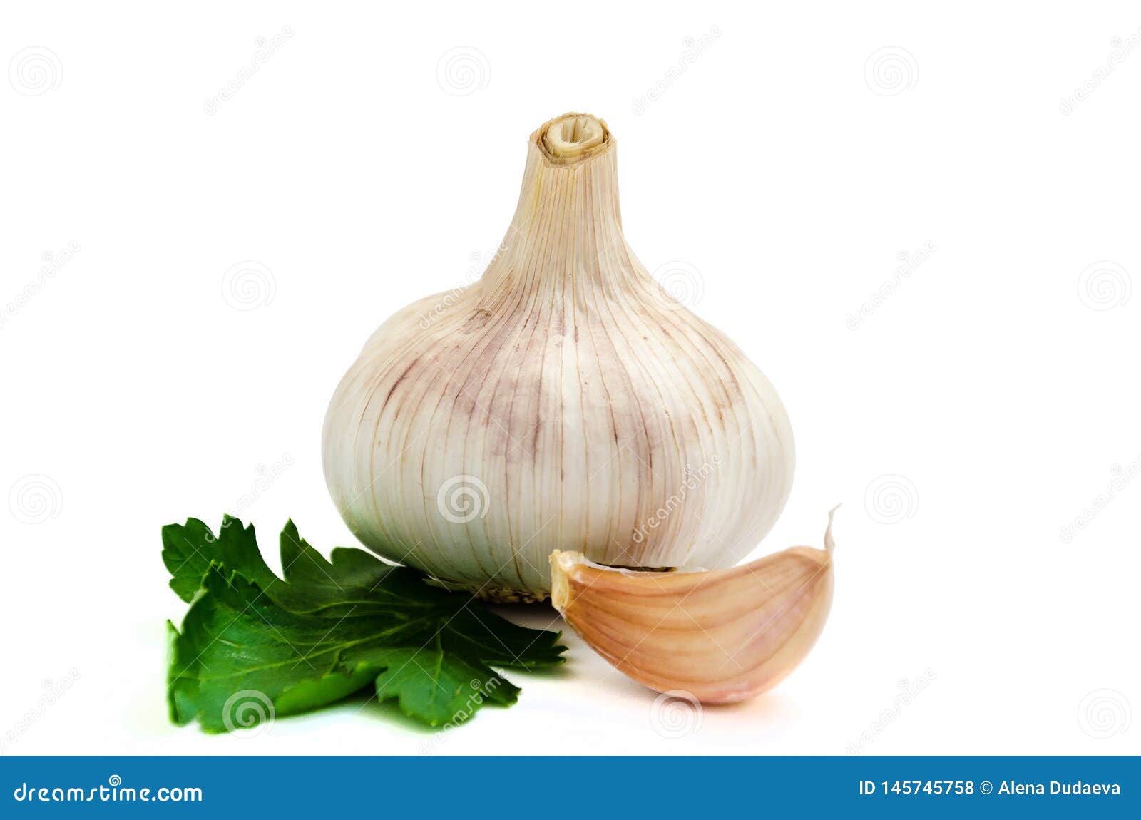 Garlic Head with Parsley Leaves Stock Photo Image of nature, culinary