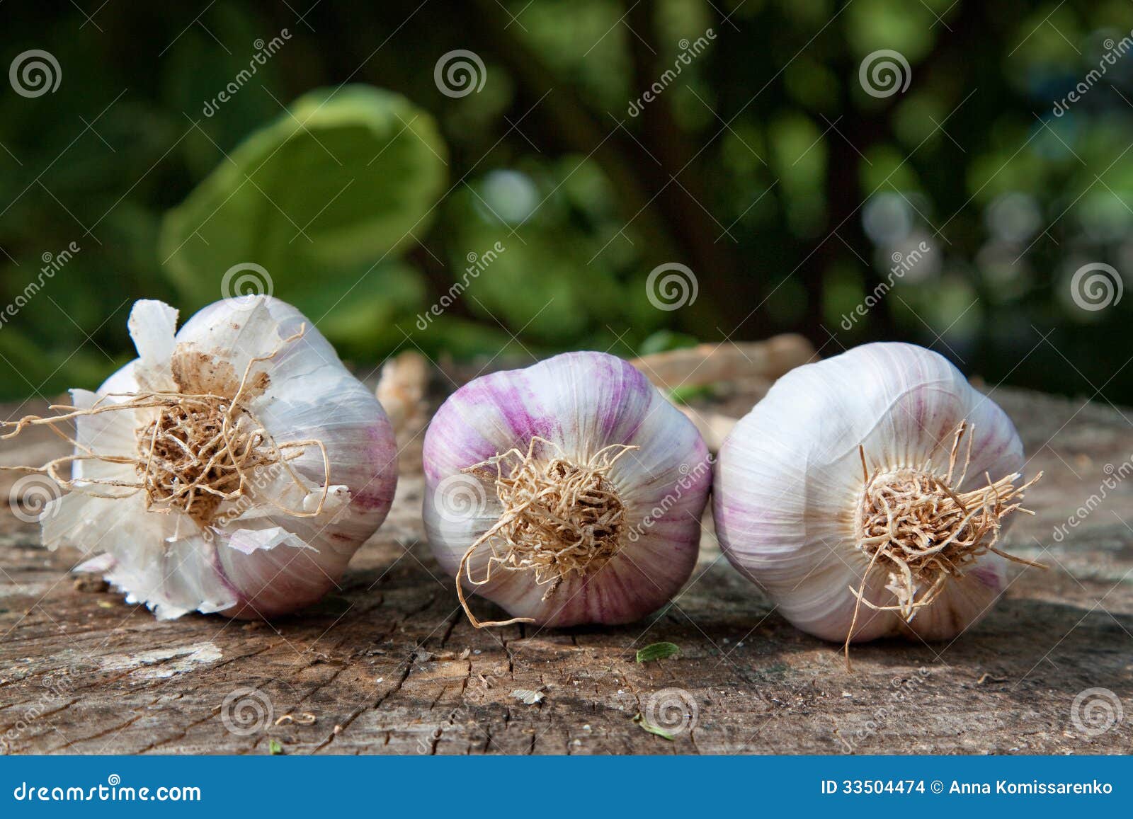 Garlic stock photo. Image of scented, leaf, ingredient 33504474