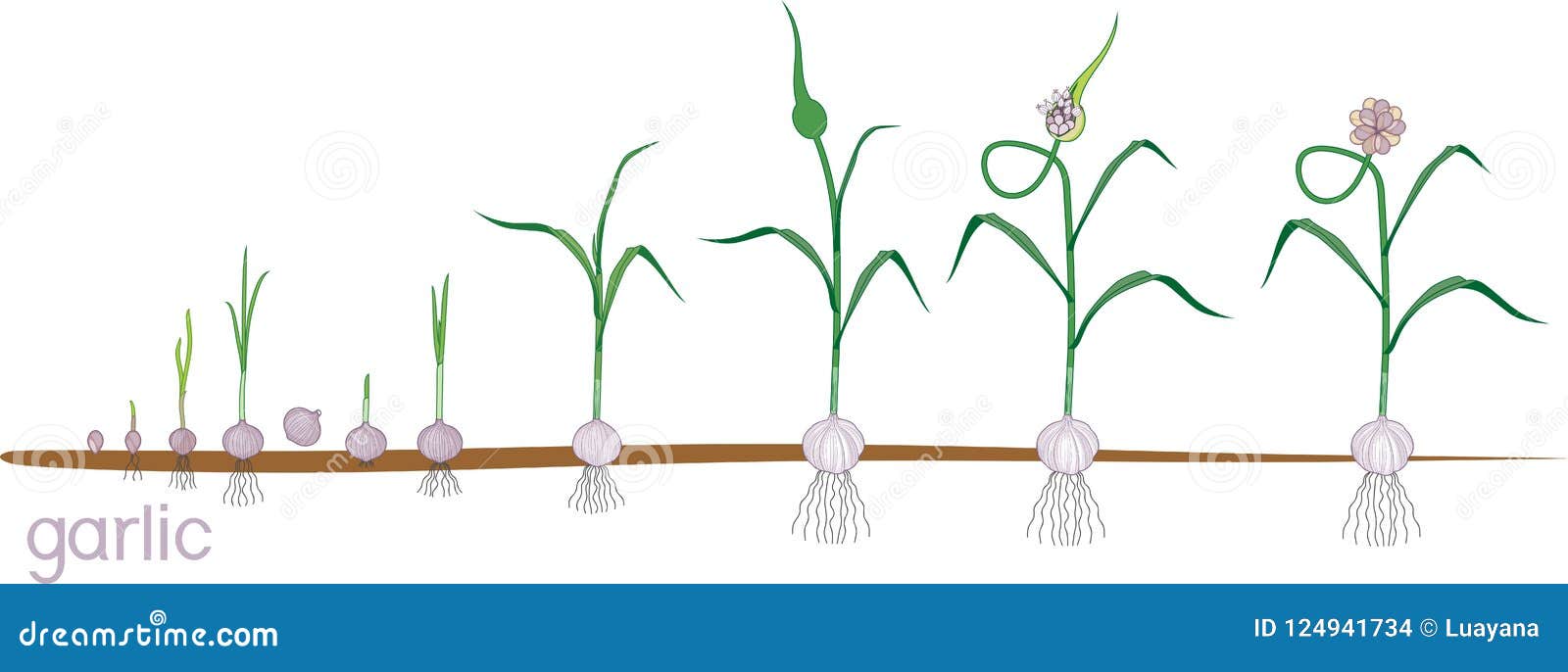 13+ Garlic Plant Life Cycle
