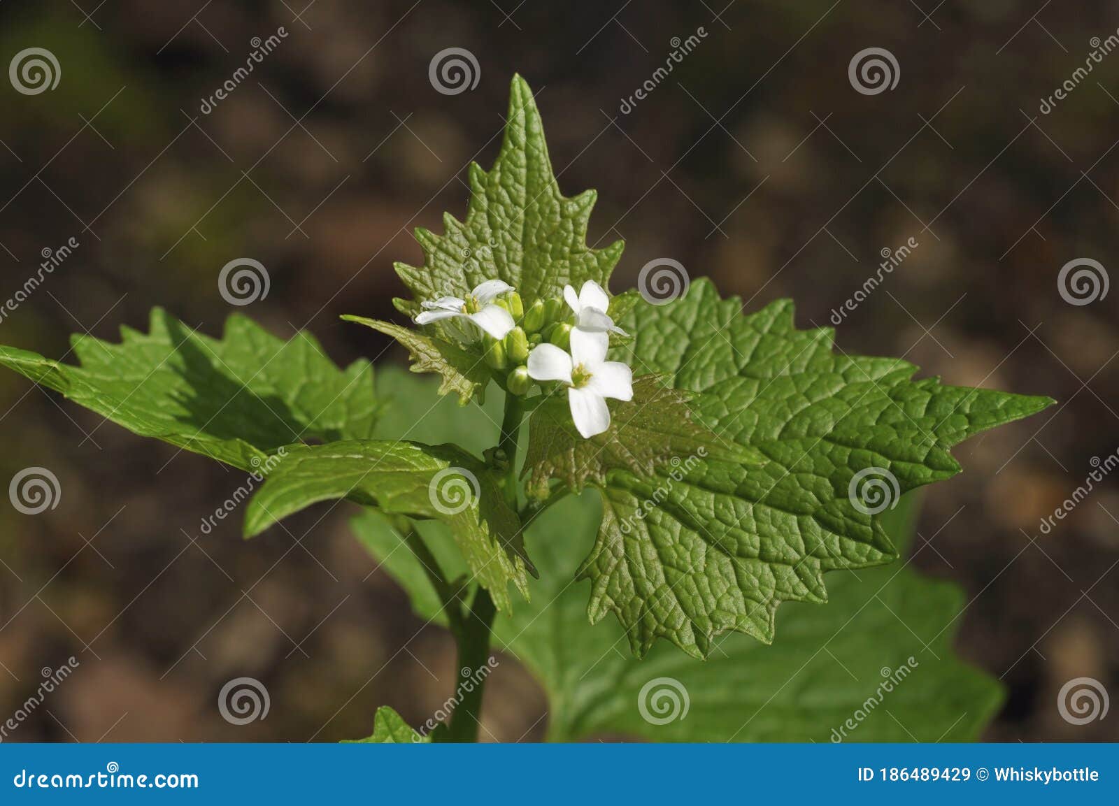 Garlic Mustard stock image. Image of alliaria, spring 186489429