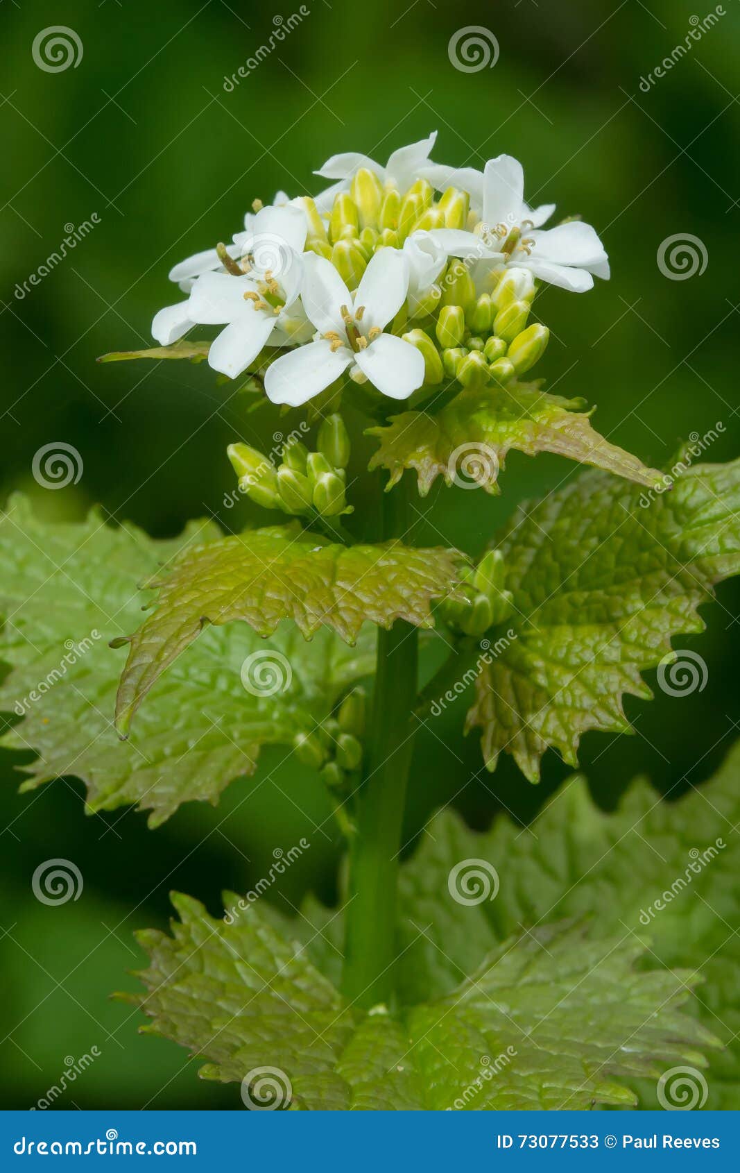 Garlic Mustard Alliaria Petiolata Stock Image Image of flowers