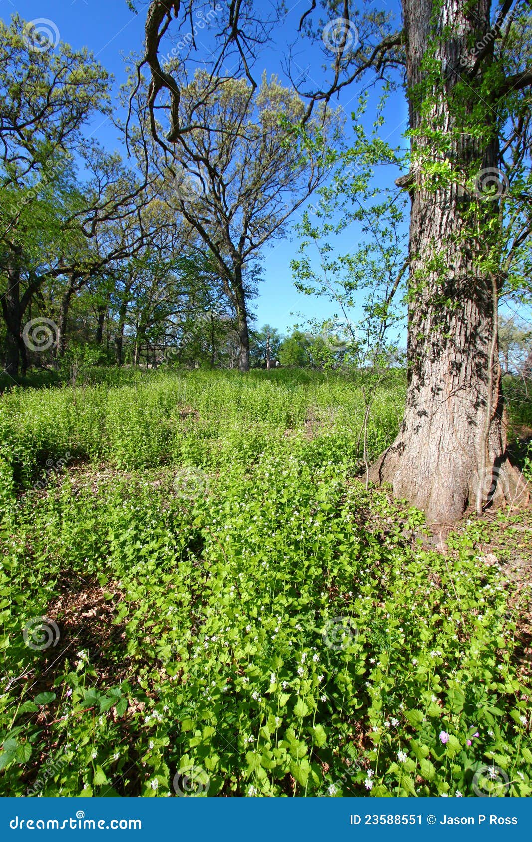 Garlic Mustard in Oak Forest Stock Image Image of alliaria, quercus