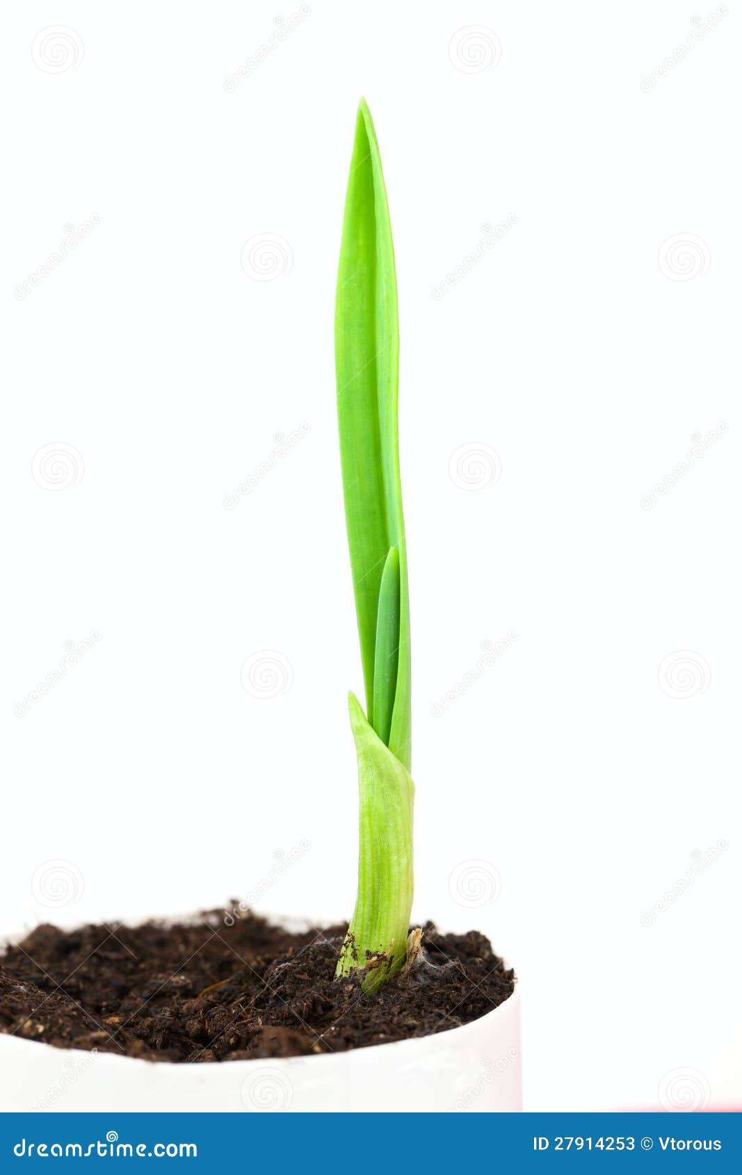 Garlic, A Plant Made Of Natural Dye And Also For Medicinal Purposes