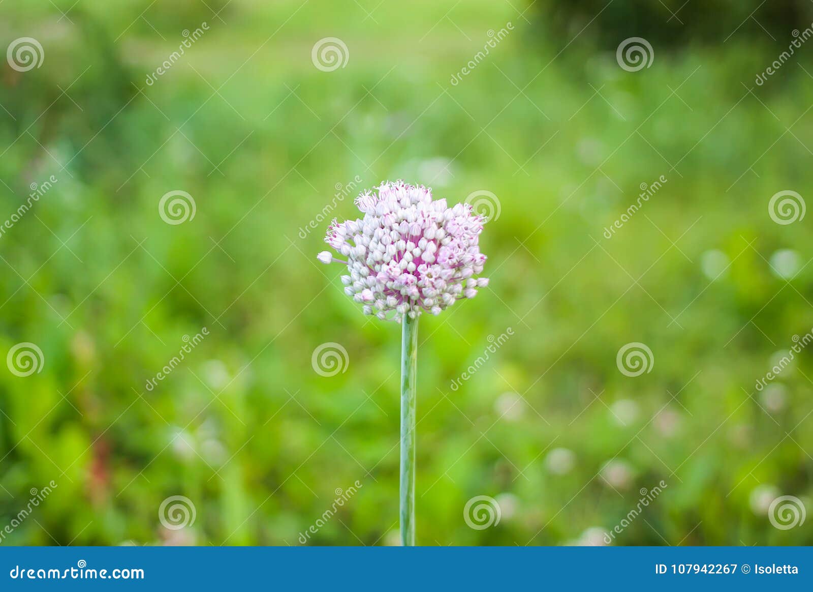 Garlic Plant Blooming in Summer Garden Stock Image Image of vibrant