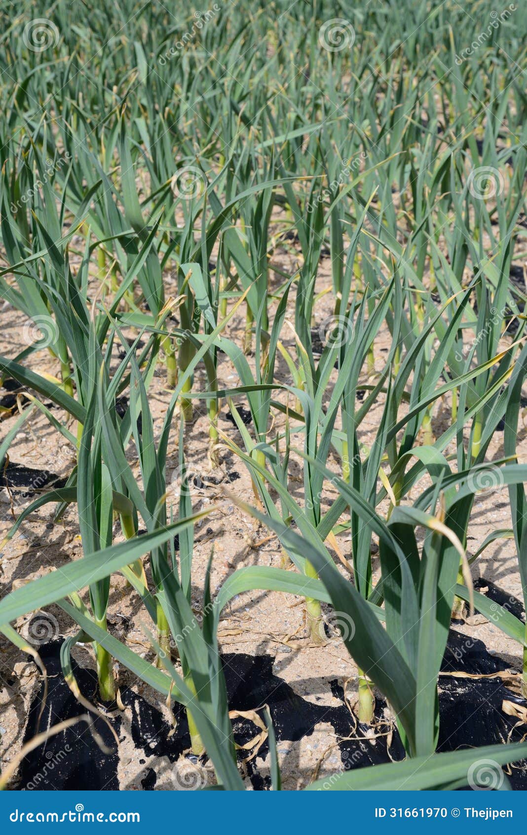 Garlic plantation. stock photo. Image of leaf, mulch 31661970