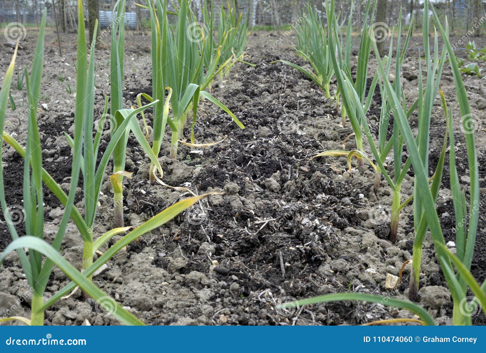 Garlic Plants Growing Stock Photo Image Of Mulch Sativum 110474060