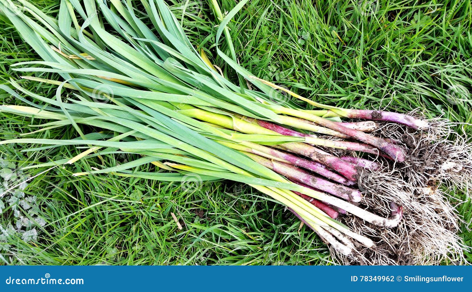 Garlic plants stock photo. Image of arable, crop, agriculture 78349962