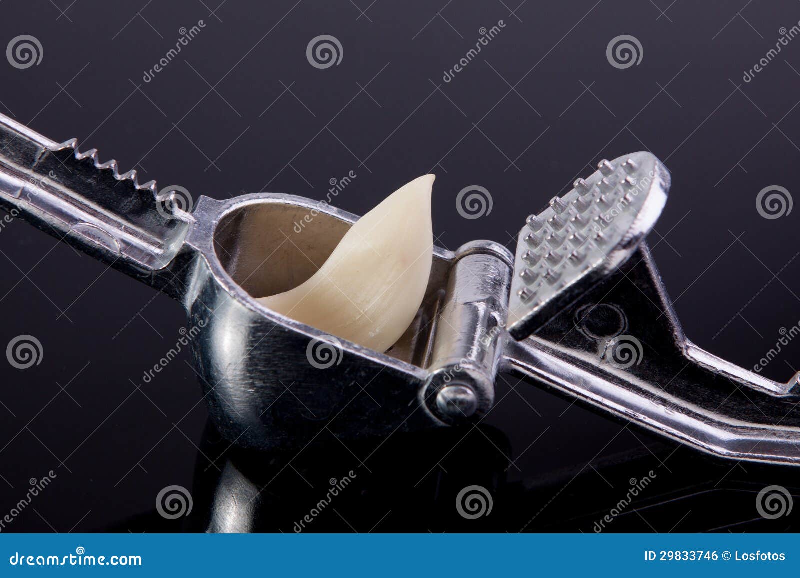 Garlic press stock photo. Image of press, healthy, silver 29833746