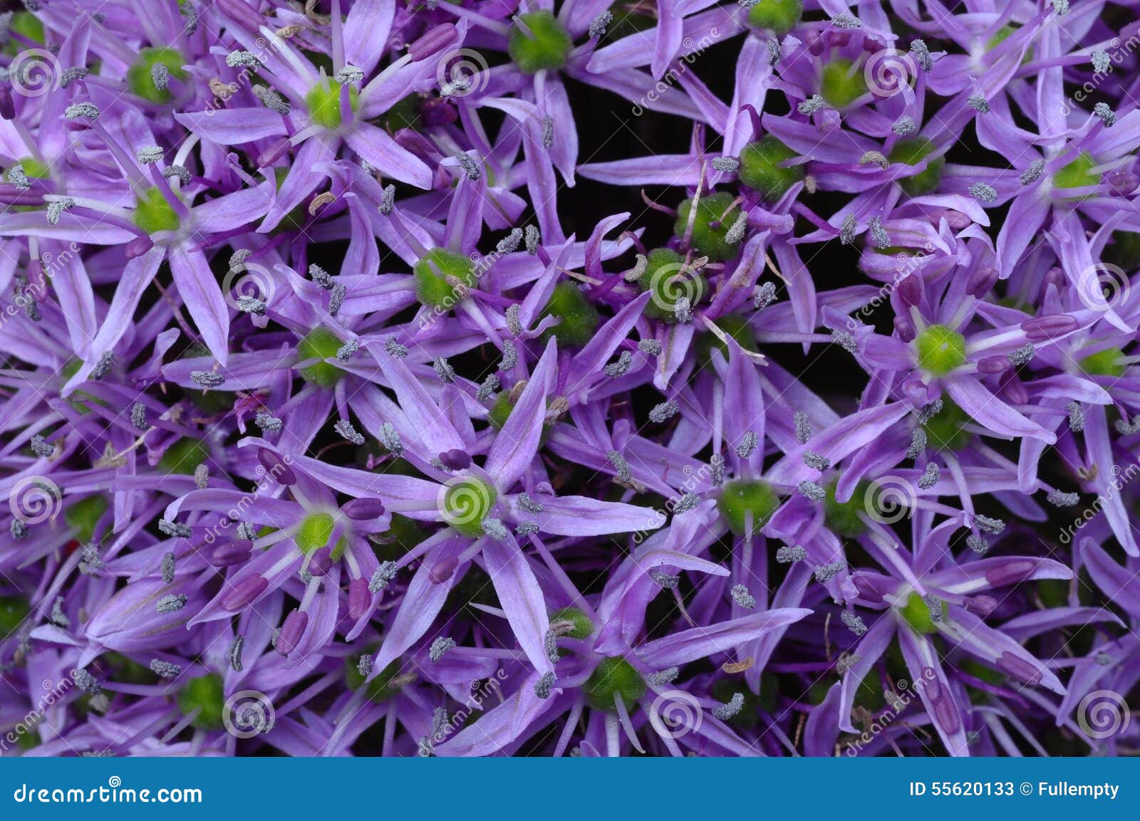 Garlic purple flower stock image. Image of texture, macro 55620133