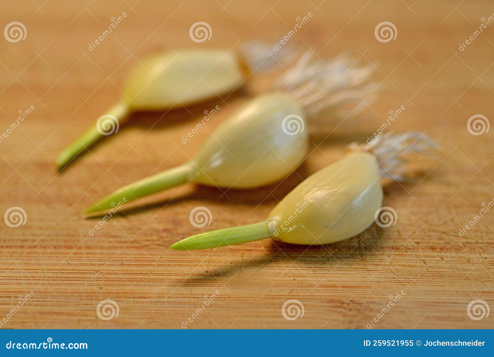 Garlic with Roots and Shoot, Ready for Planting Stock Image Image of