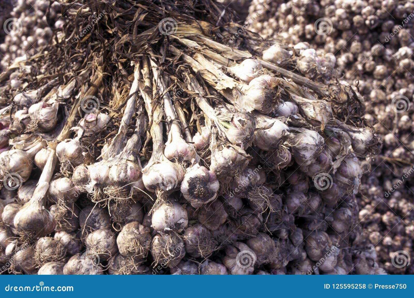 southkorea seoul market garlic