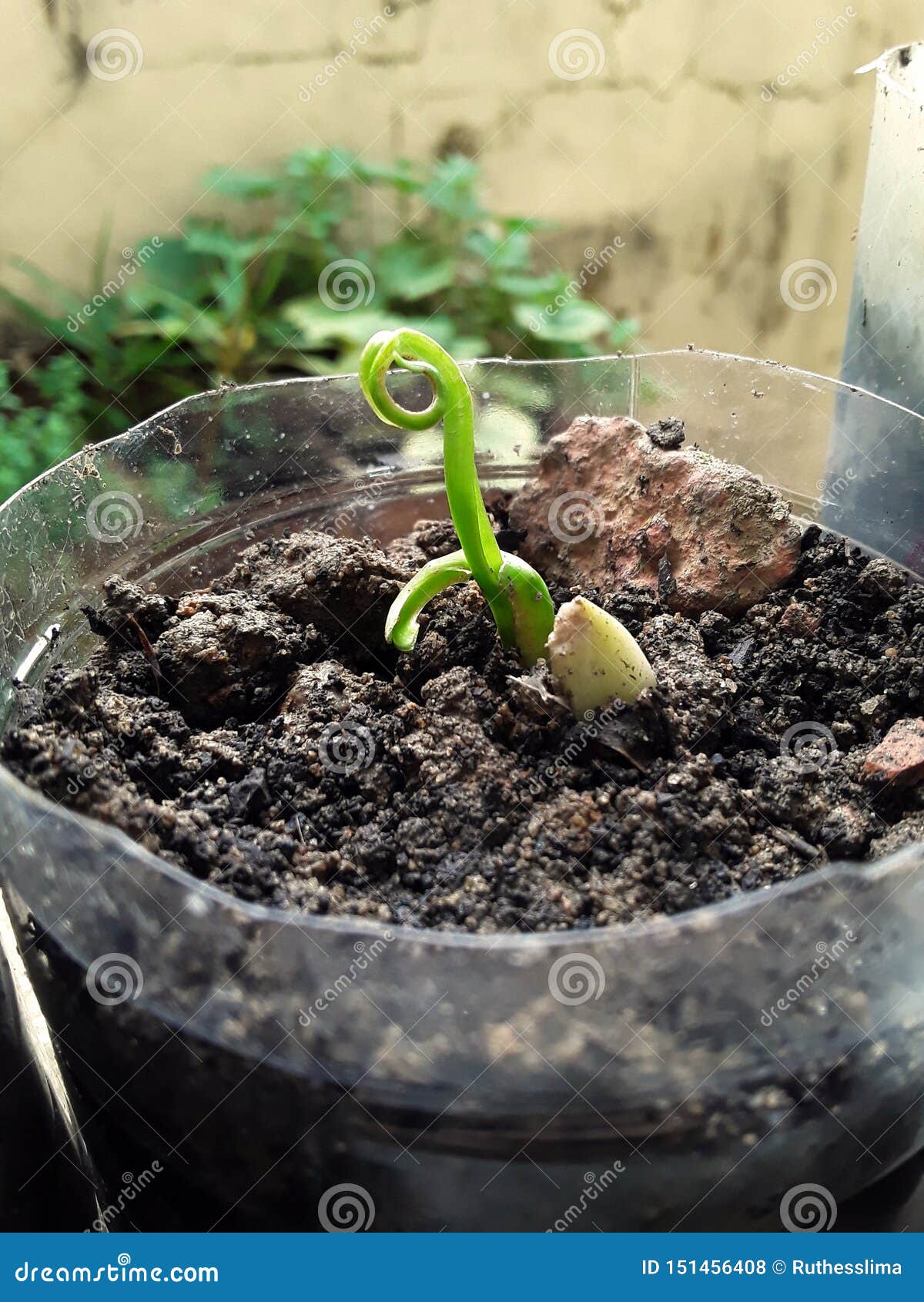 Garlic Sprout almost Exhausted Stock Photo Image of young, head 151456408