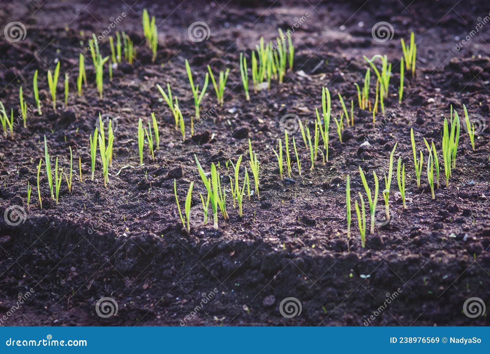 garlic sprouts growing in rows on mounded ground garden bed