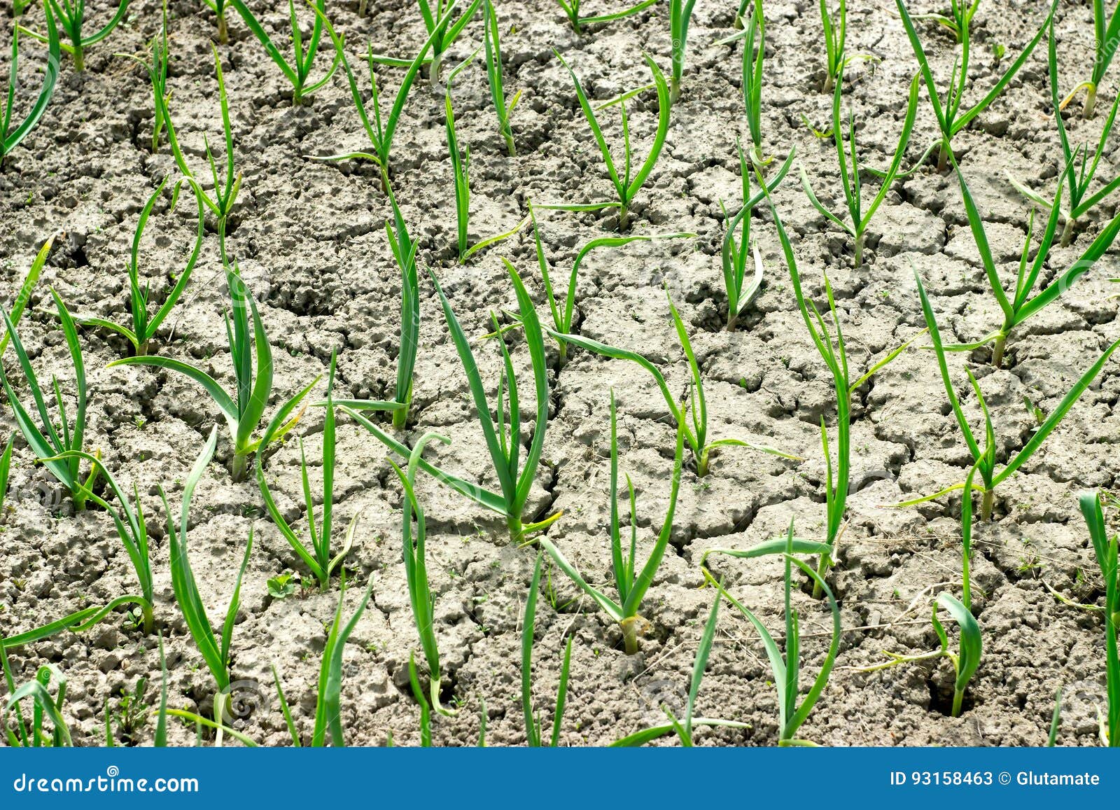Garlic stems stock image. Image of plantation, cracks 93158463