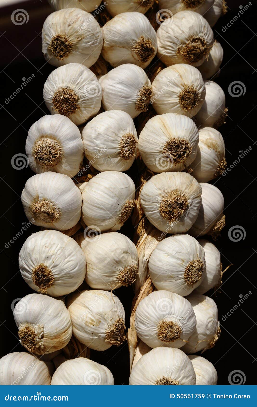 Garlic stock image. Image of worms, allicin, alkaloids 50561759