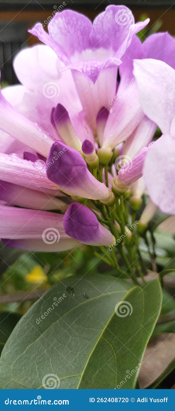 Garlic vine blooming stock photo. Image of nature, pink 262408720