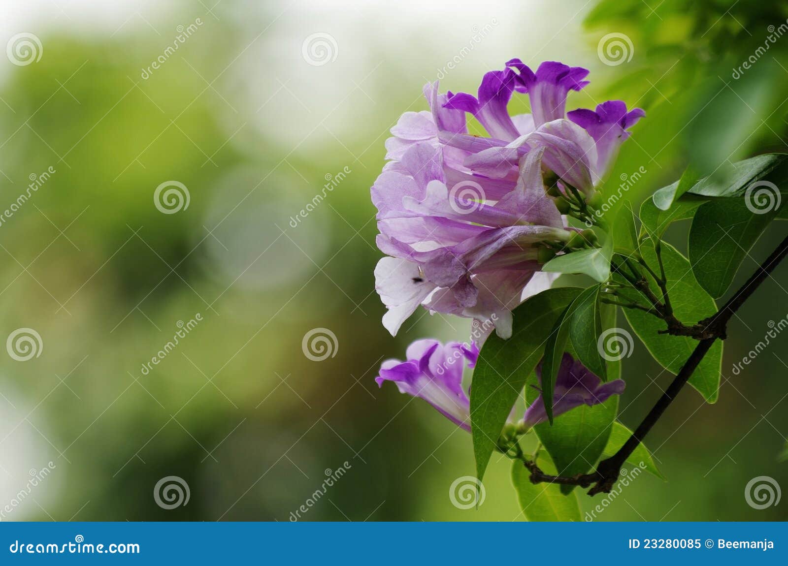 Garlic Vine Flower stock image. Image of growth, bright 23280085