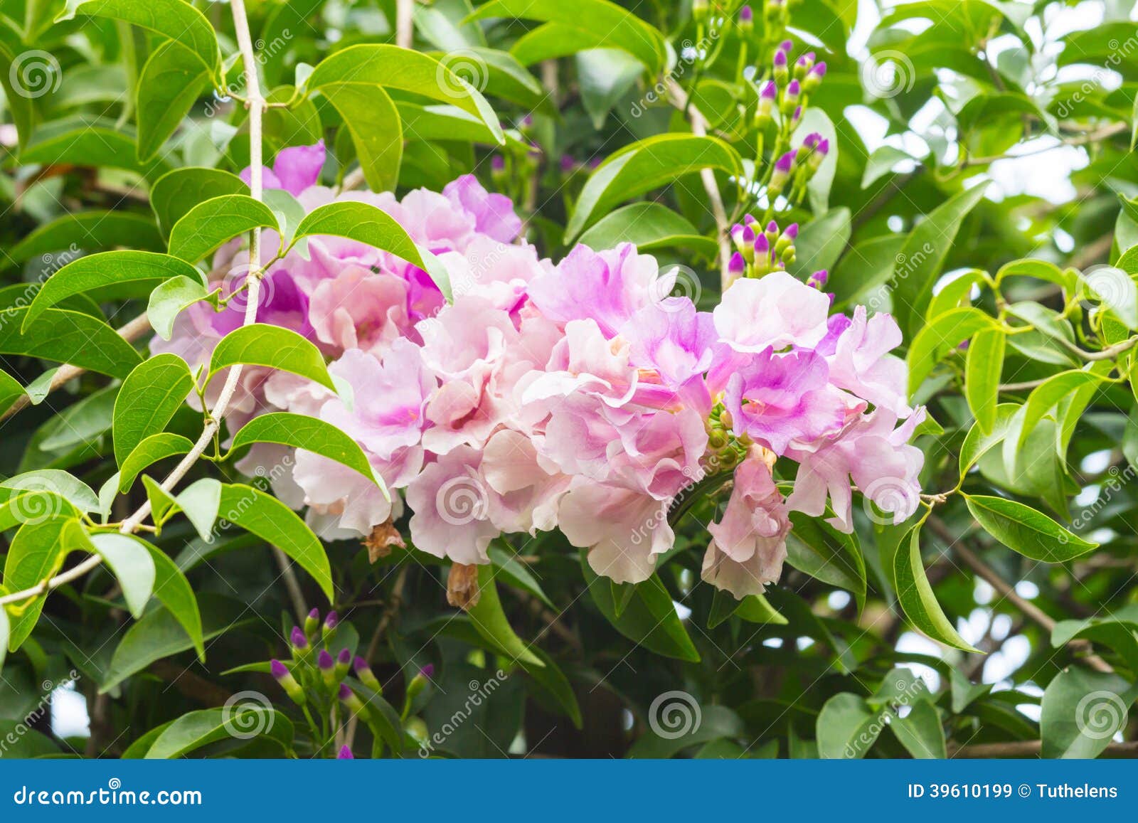 Garlic vine flower stock image. Image of magenta, petal - 39610199