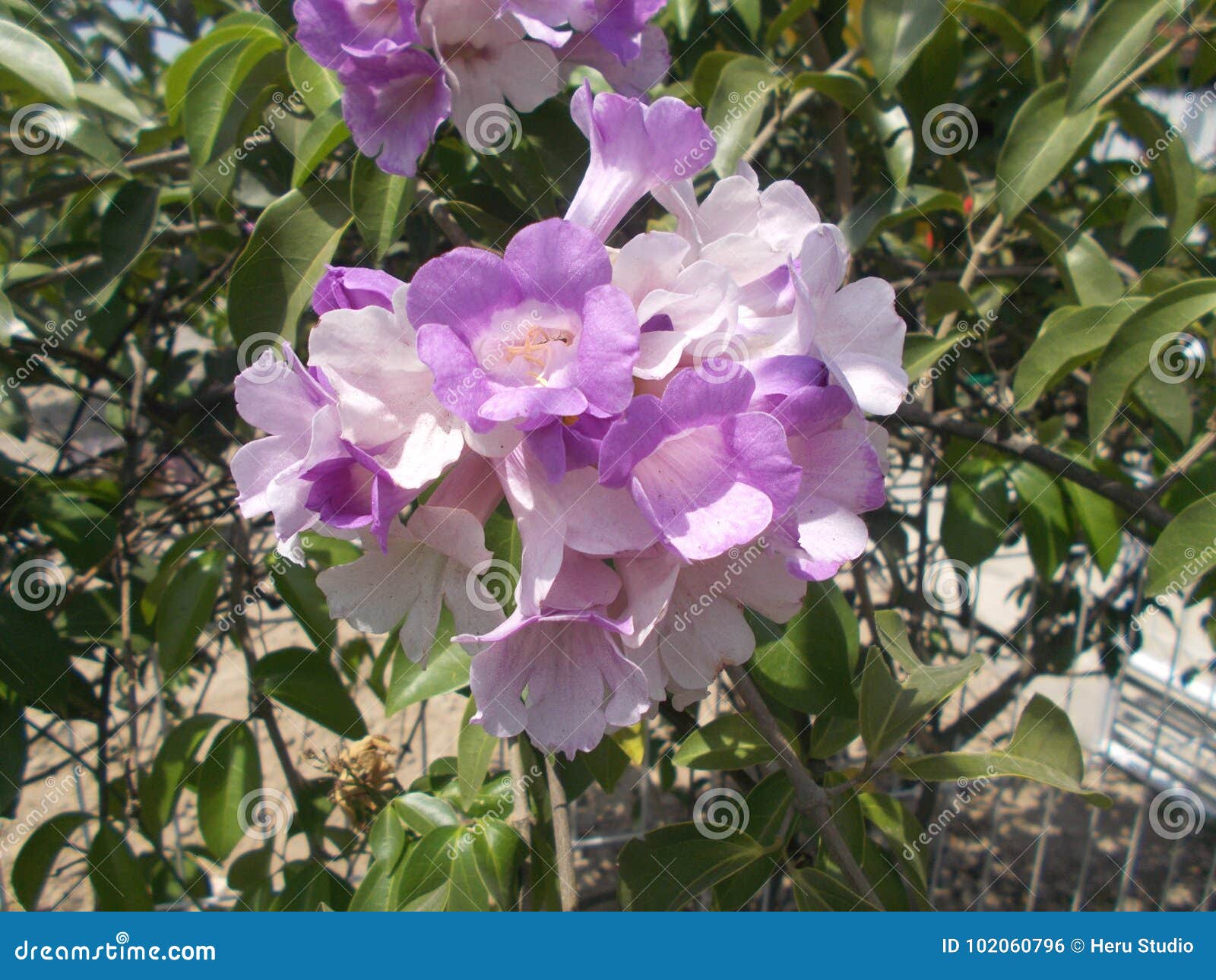 Garlic Vine Flower or Mansoa Alliacea on Close Ups Stock Photo - Image ...