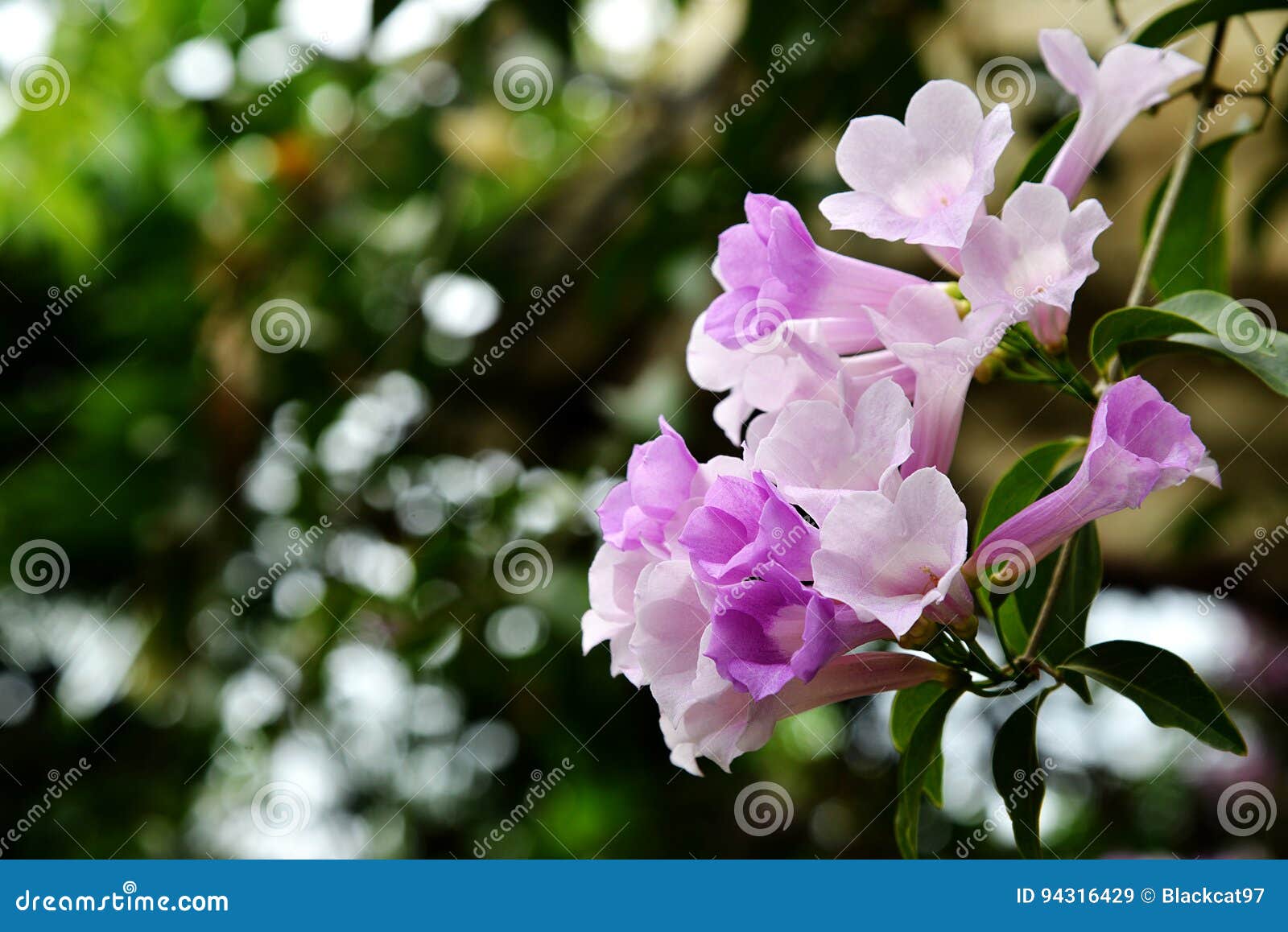 Garlic Vine Flower stock image. Image of botany, branch 94316429