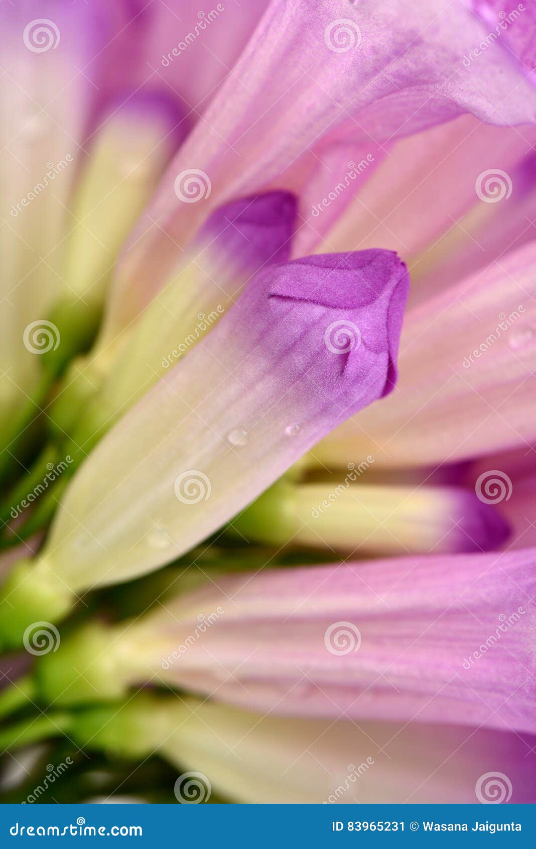 Garlic vine, flowers. stock image. Image of mexico, purple 83965231