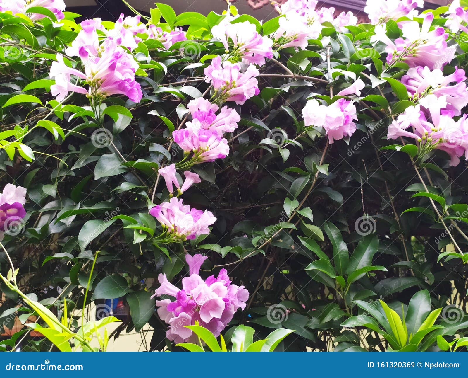 Image result for BEAUTIFUL FRAGRANT FLOWER GARDEN THAILAND