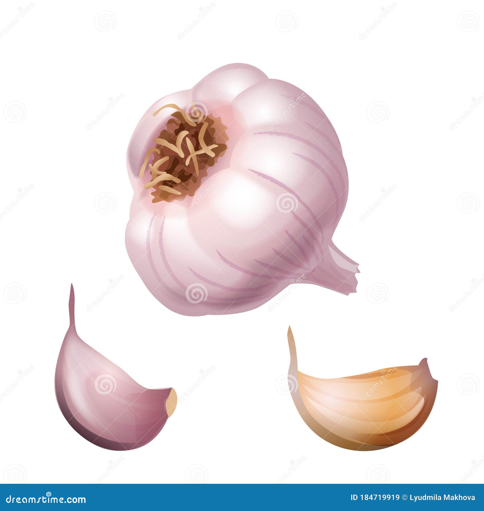 Garlic. Whole Head of the Garlic and Two Cloves Stock Vector