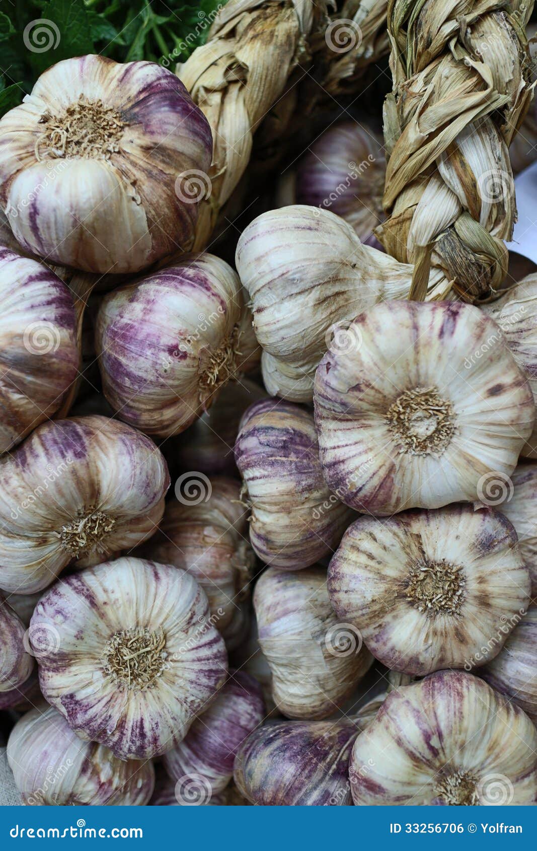 Organic Garlic Cloves stock photo. Image of farm, fresh 33256706