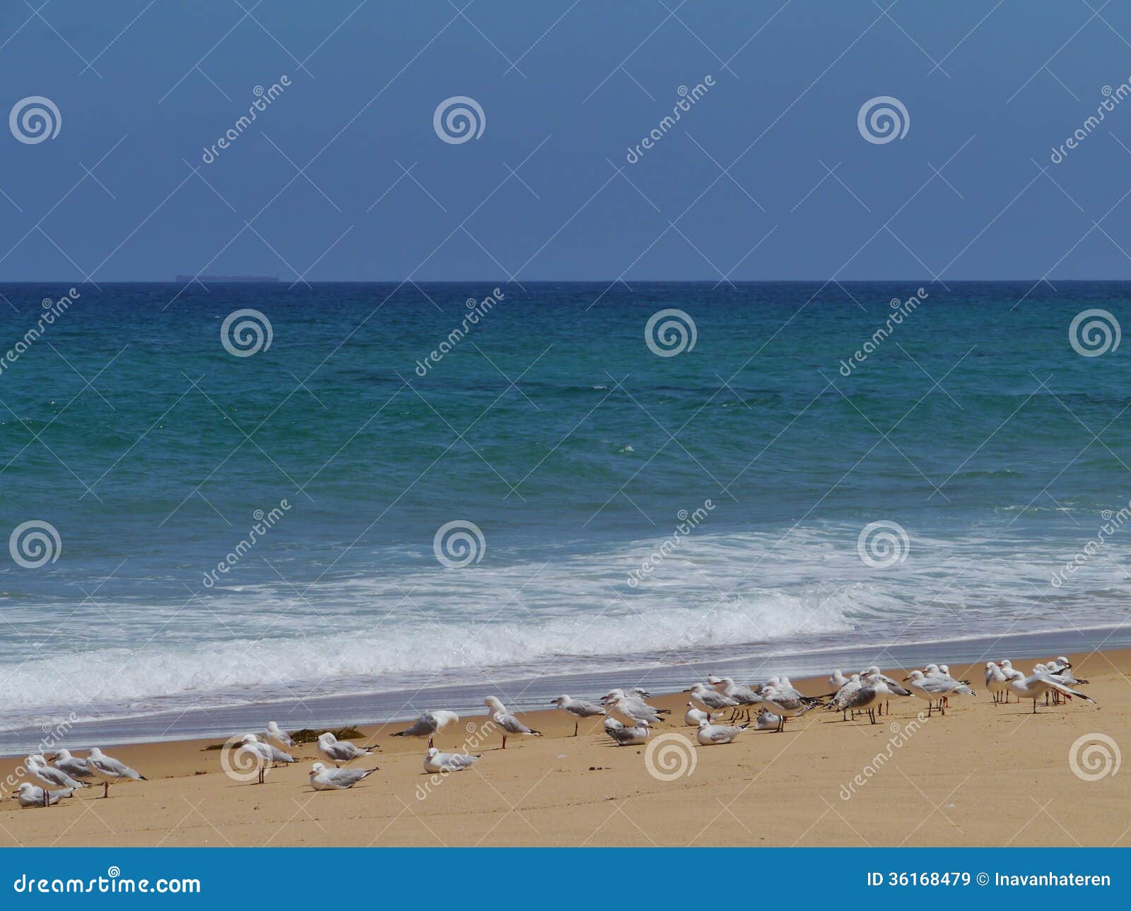 Garlie beach and the southern ocean. Silver gull (larus novaehollandiae) on the Garlie beach in Australia