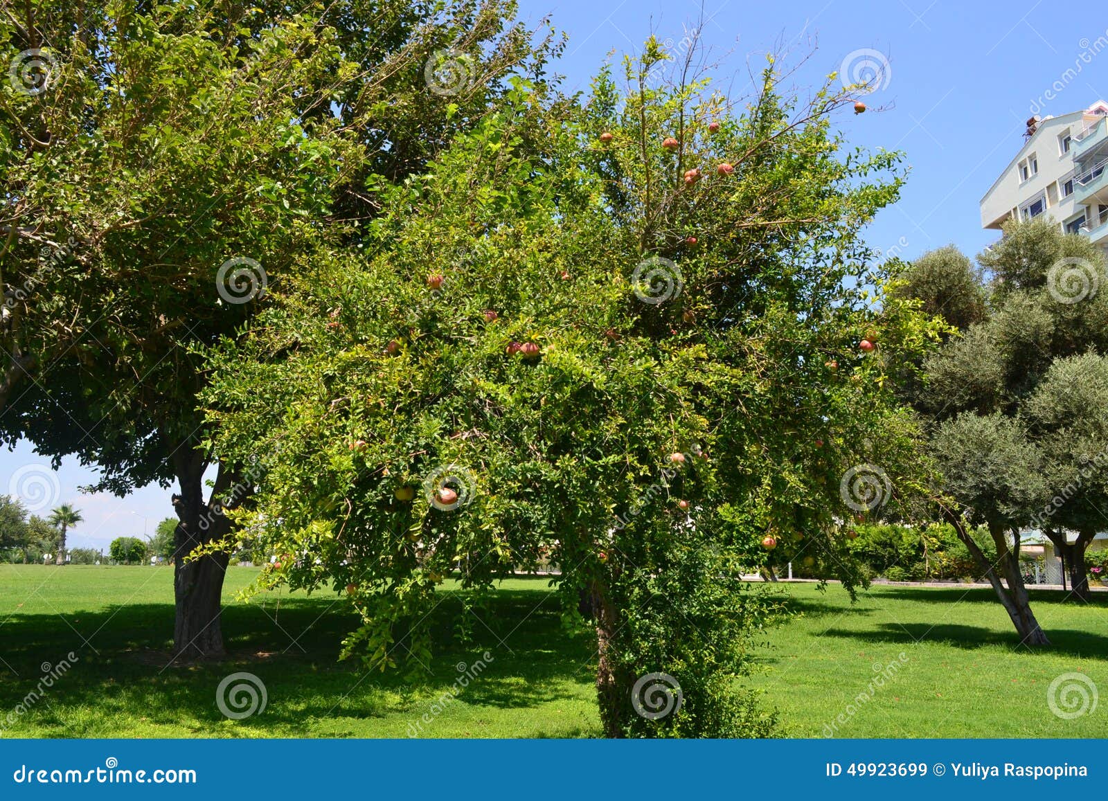 garnet tree in antalia