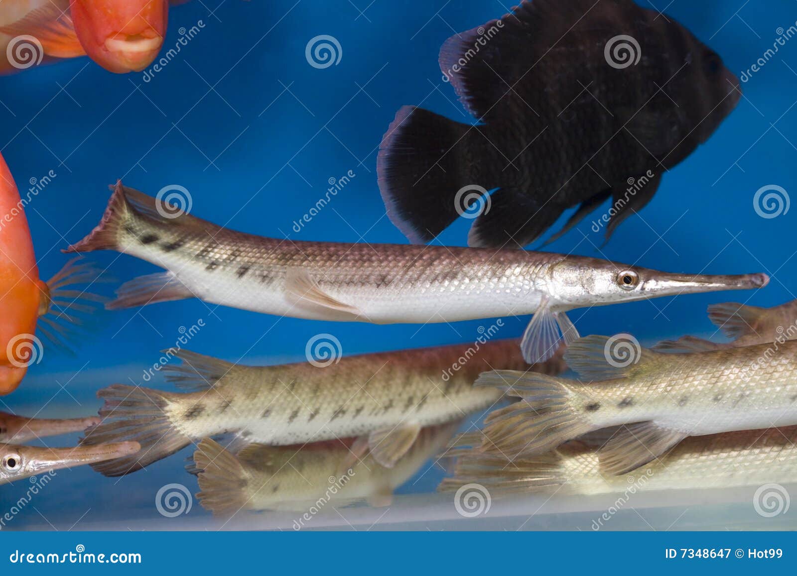 Garpike Fish Stock Image Image Of Aqua Color Aquatic